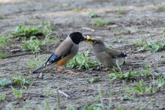 Chinese Grosbeak photo 3