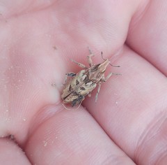 Coniocleonus excoriatus