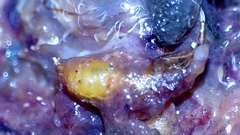 Drosophilidae