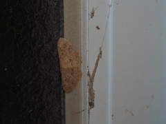 Perixera illepidaria