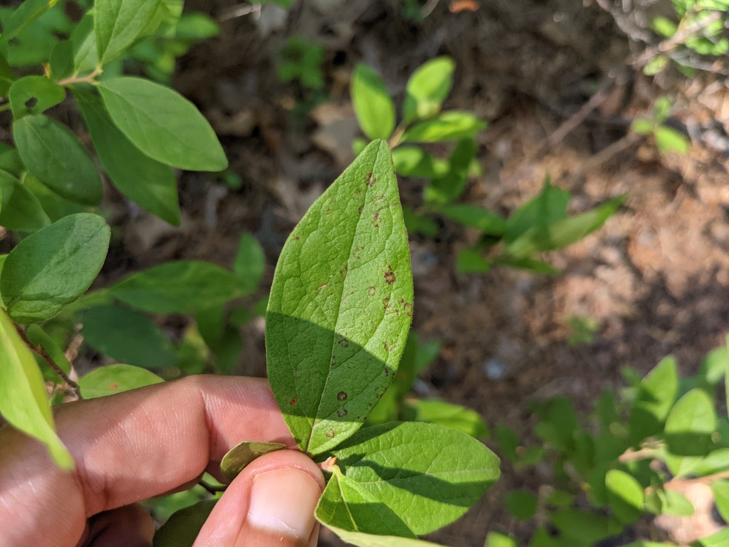 Red Ringspot Virus Blueberry red ringspot virus from Galloway, NJ, USA on July 2, 2024 at ...