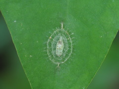 Notata parva