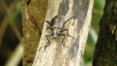 Andocamaria formosana