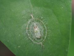 Notata parva