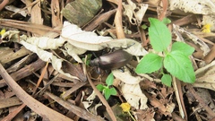 Andocamaria formosana