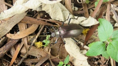 Andocamaria formosana