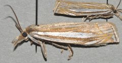 Crambus laqueatellus