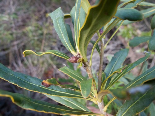 Pittosporum croceum observed 2012-06-11