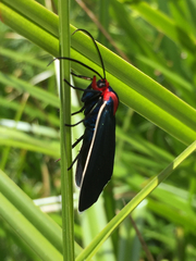 Ctenucha multifaria