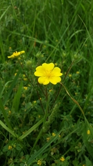 Potentilla hirta