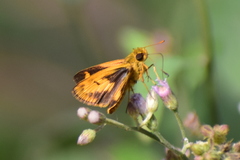 Oriens goloides