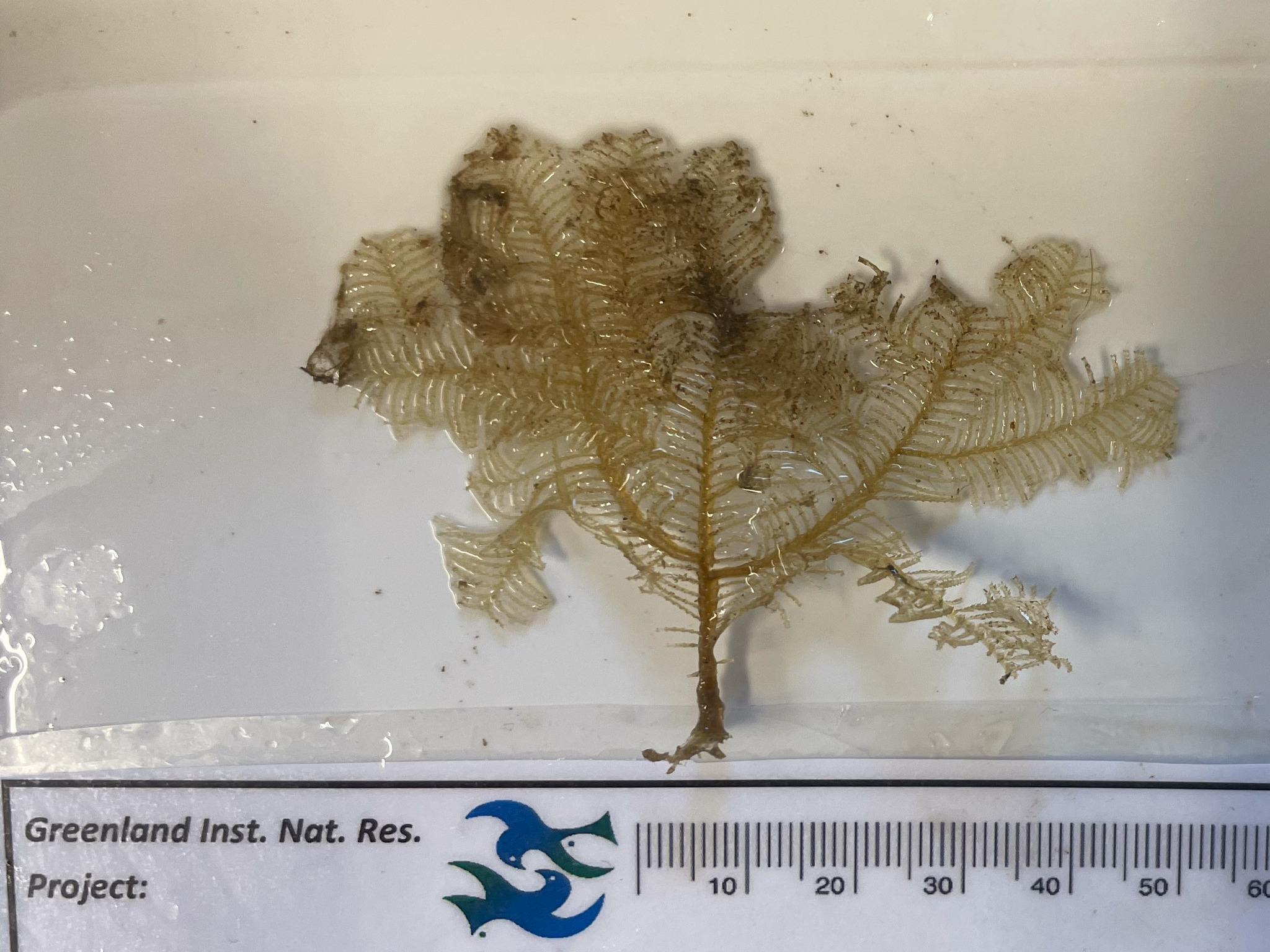 Aglaophenopsis cornuta (Fewkes, 1881)