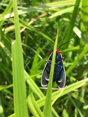 Ctenucha multifaria