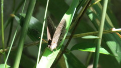 Lethe butleri
