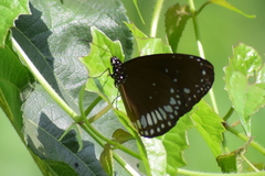 Euploea core
