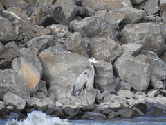 Ardea herodias