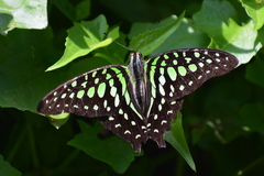 Graphium agamemnon
