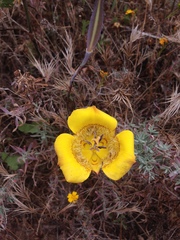 Calochortus clavatus