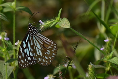 Tirumala limniace