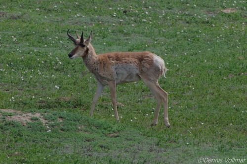 Pronghorn photographed in North Dakota