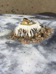 Cryptolepas rhachianecti