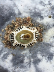 Cryptolepas rhachianecti