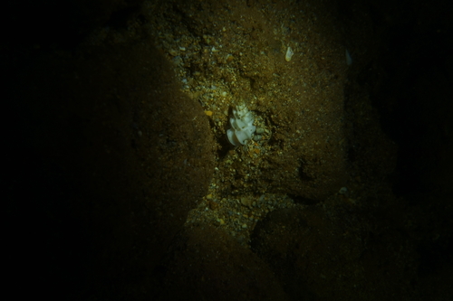 Epitonium replicatum, 2024-06-23