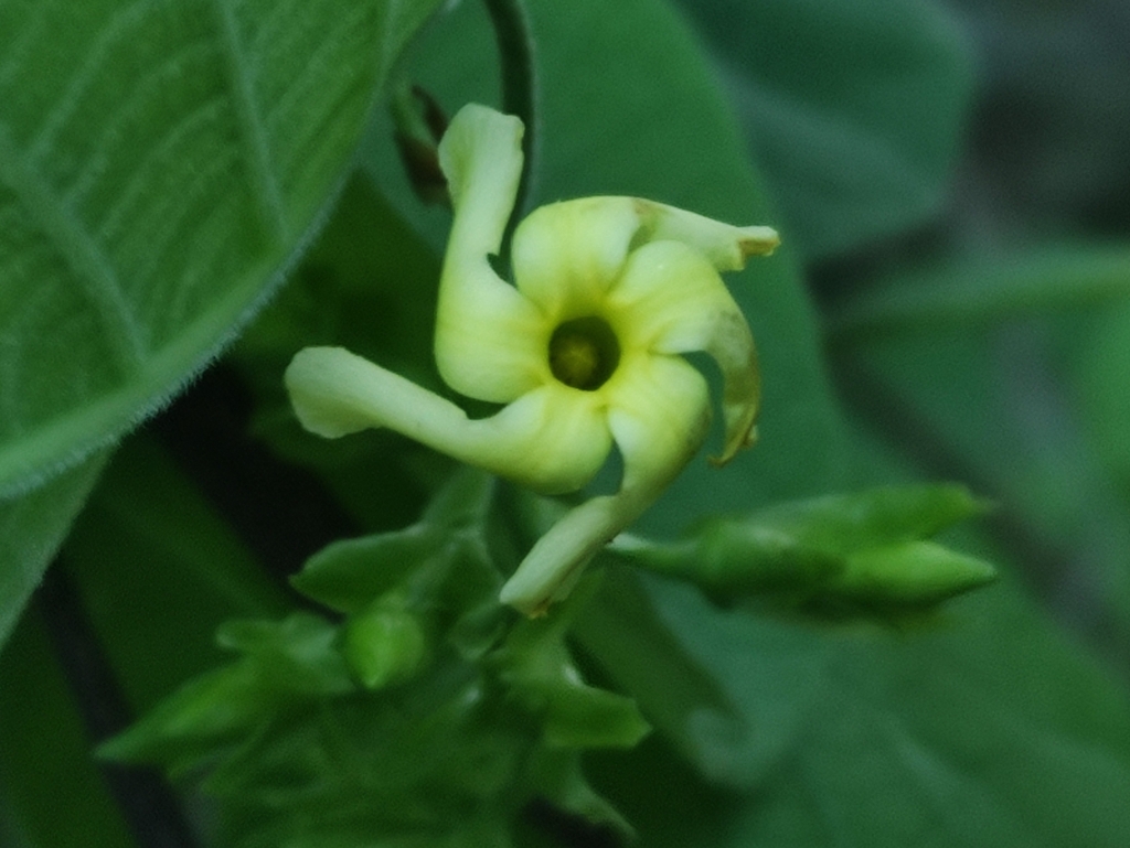 Mandevilla platydactyla