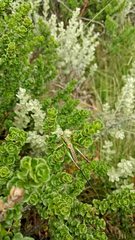Austrodectes monticolus