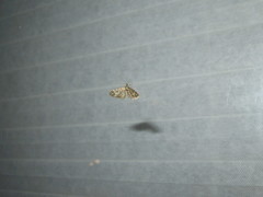 Eupithecia rotundopuncta