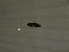 Eupithecia rotundopuncta