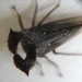 Lubra spinicornis - Photo Oikeuksia ei pidätetä, lähettänyt Claudia Schipp