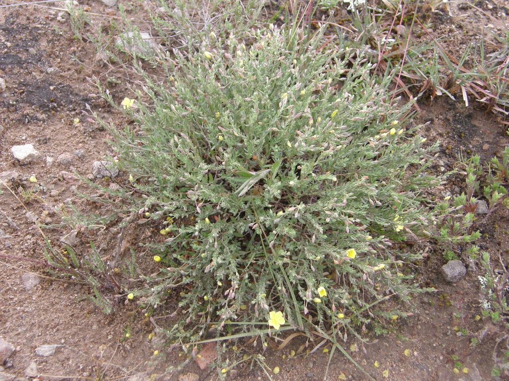 Crocanthemum patens