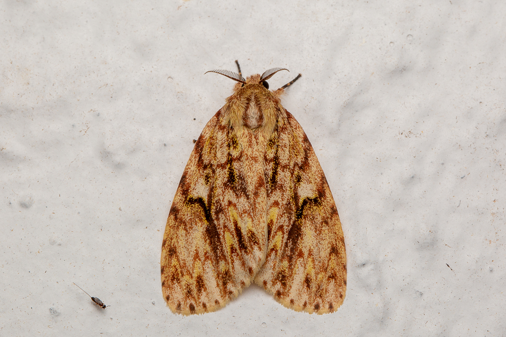 Lymantria faircloughi