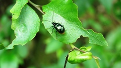 Arthrotus abdominalis