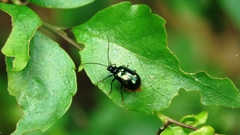 Arthrotus abdominalis
