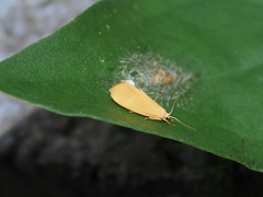 Notata parva