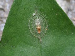 Notata parva