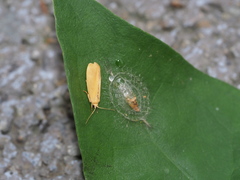Notata parva