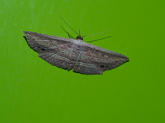 Hyposada assimilis