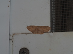 Perixera illepidaria