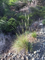 Calamagrostis ophitidis