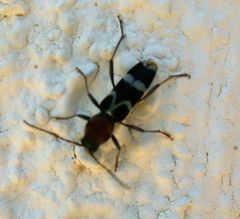 Chlorophorus aegyptiacus