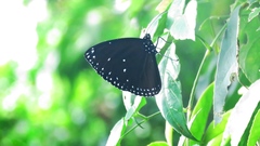 Euploea eunice hobsoni