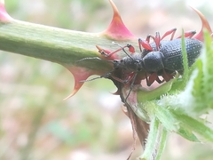 Otiorhynchus coecus