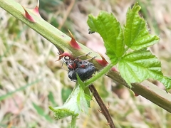 Otiorhynchus coecus