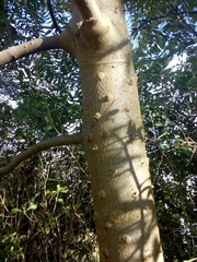 Zanthoxylum coco