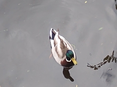 Anas platyrhynchos