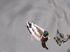 Anas platyrhynchos
