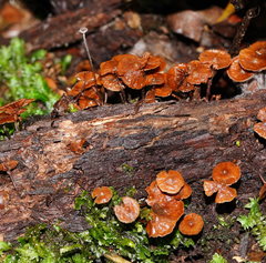 Kuehneromyces brunneoalbescens